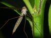 Tipula oleracea